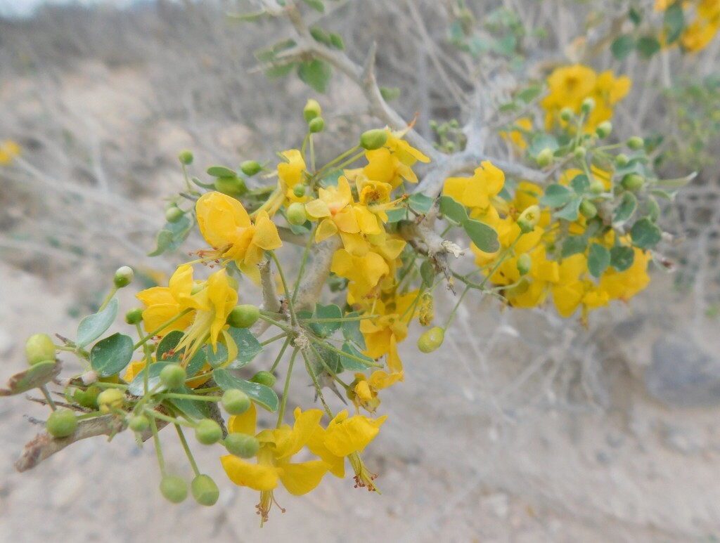 Haematoxylum brasiletto; photograph (c) Jose Luis Leon de la Luz, some rights reserved (CC BY)
