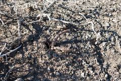 Pterocactus tuberosus