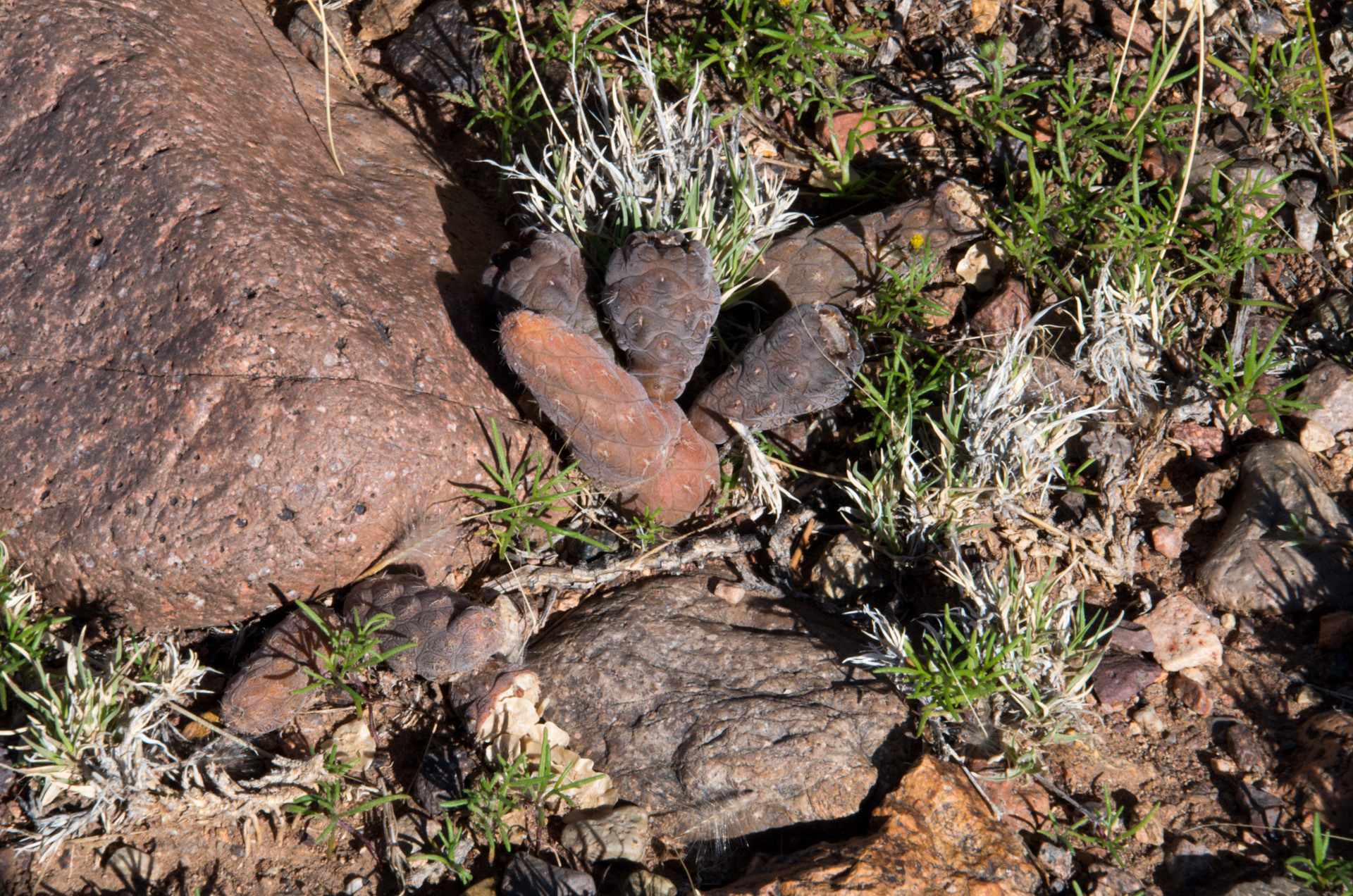 Pterocactus reticulatus