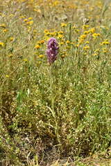 Castilleja densiflora gracilis