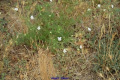 Pycnocomon rutifolium