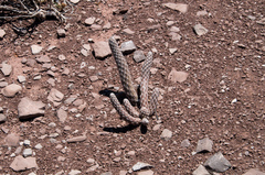 Pterocactus gonjianii