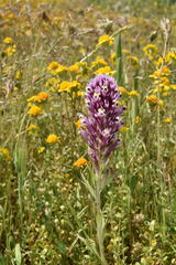 Castilleja densiflora gracilis