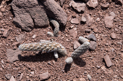 Pterocactus gonjianii