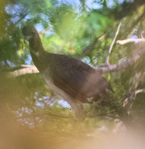 Chestnut-winged Chachalaca (Ortalis garrula), photo 10