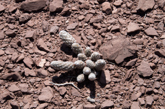 Pterocactus gonjianii