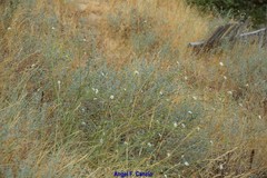 Pycnocomon rutifolium