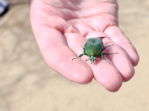 iNaturalist observation photo of Figeater Beetle