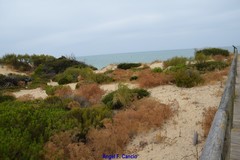 Cachrys libanotis