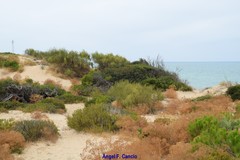 Retama monosperma