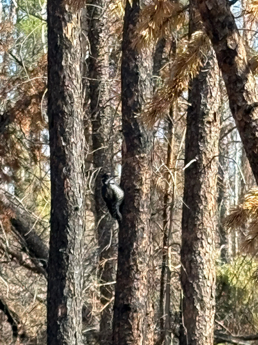 American Three-toed Woodpecker