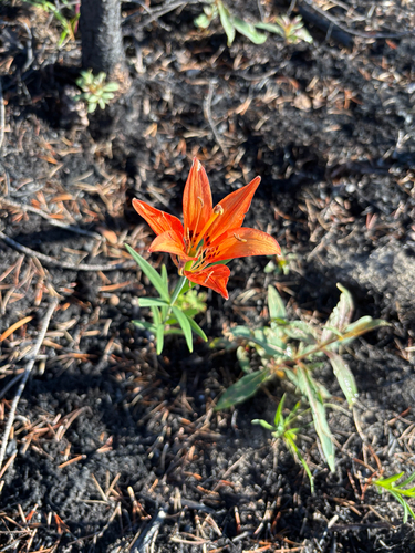 Wood Lily