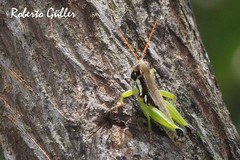Pseudoscopas nigrigena