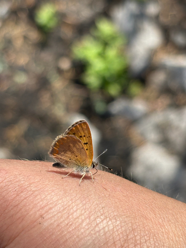 Dorcas Copper