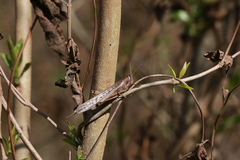 Schistocerca cancellata