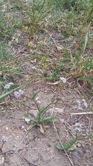 Valerianella turgida