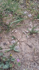 Valerianella turgida