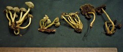 Hypholoma subviride