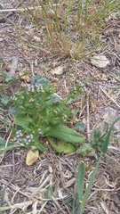Valerianella turgida