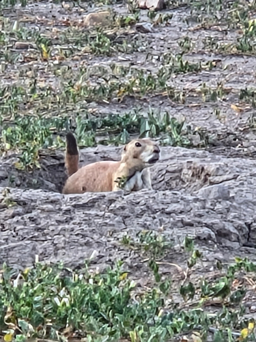 Black-tailed Prairie Dog observed by tafergus