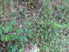 Stachys rigida quercetorum