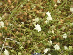 Pycnocomon rutifolium