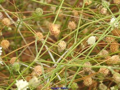 Pycnocomon rutifolium