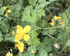 Chelidonium