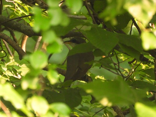 Yellow-billed Cuckoo observed by traceefugate