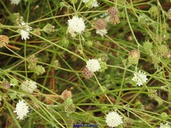 Pycnocomon rutifolium
