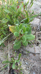 (c) Millie Brady, some rights reserved (CC BY) Tetragonia decumbens, photograph (c) Millie Brady, some rights reserved (CC BY)