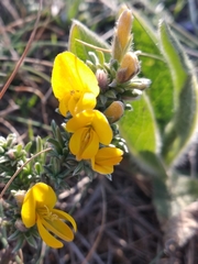 Genista albida