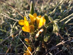 Genista albida