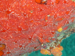 Monanchora arbuscula