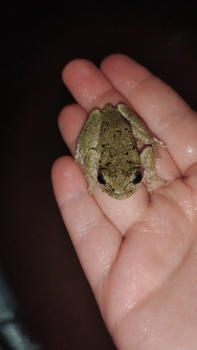 Cope's Gray Tree Frog observed by izzy999