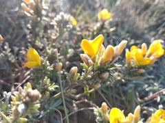 Genista albida