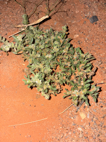 Thicksepal Cryptantha