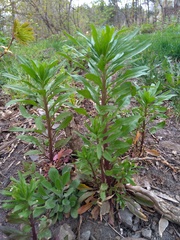 Erysimum hieraciifolium
