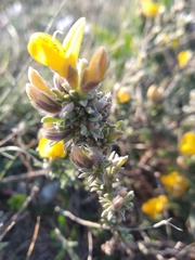 Genista albida