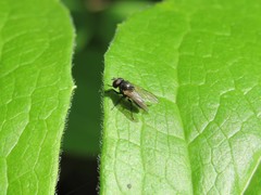 Diptera
