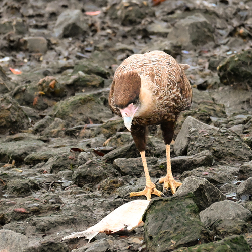 Carancho observed by tom_molehr