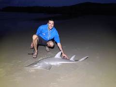 Rhynchobatus australiae