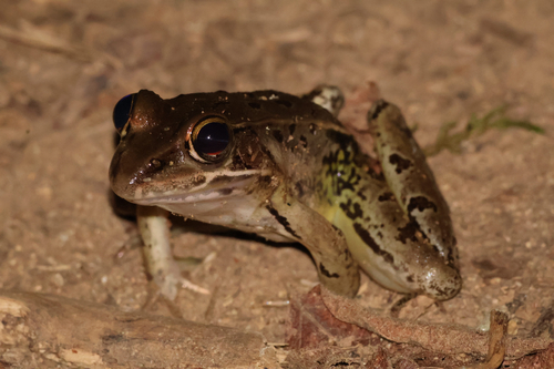 Southern Leopard Frog observed by dmwnc