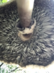 Chlorophyllum molybdites image