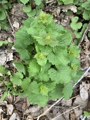Alliaria petiolata