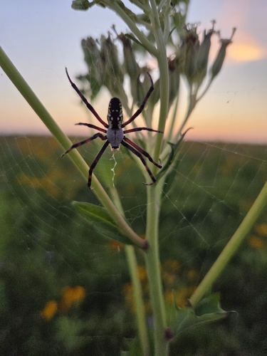 Yellow Garden Spider