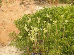 Petrosedum sediforme