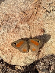 Cassionympha detecta
