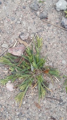 Sclerochloa dura