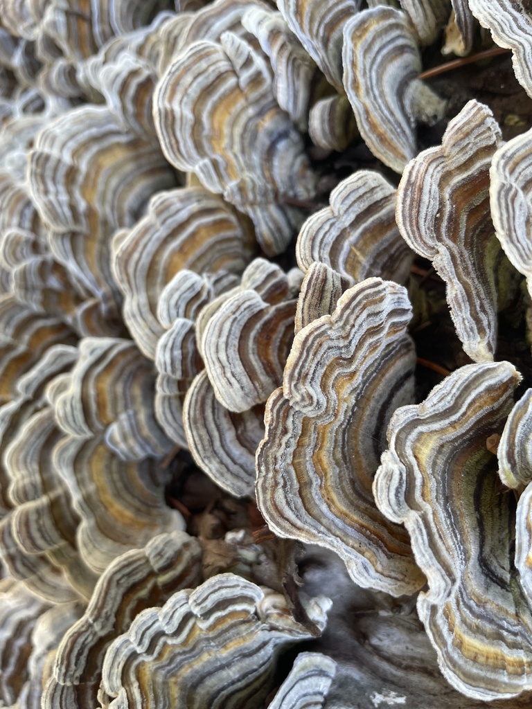 turkey-tail · July 2026 · photo: Photo: no rights reserved · iNaturalist